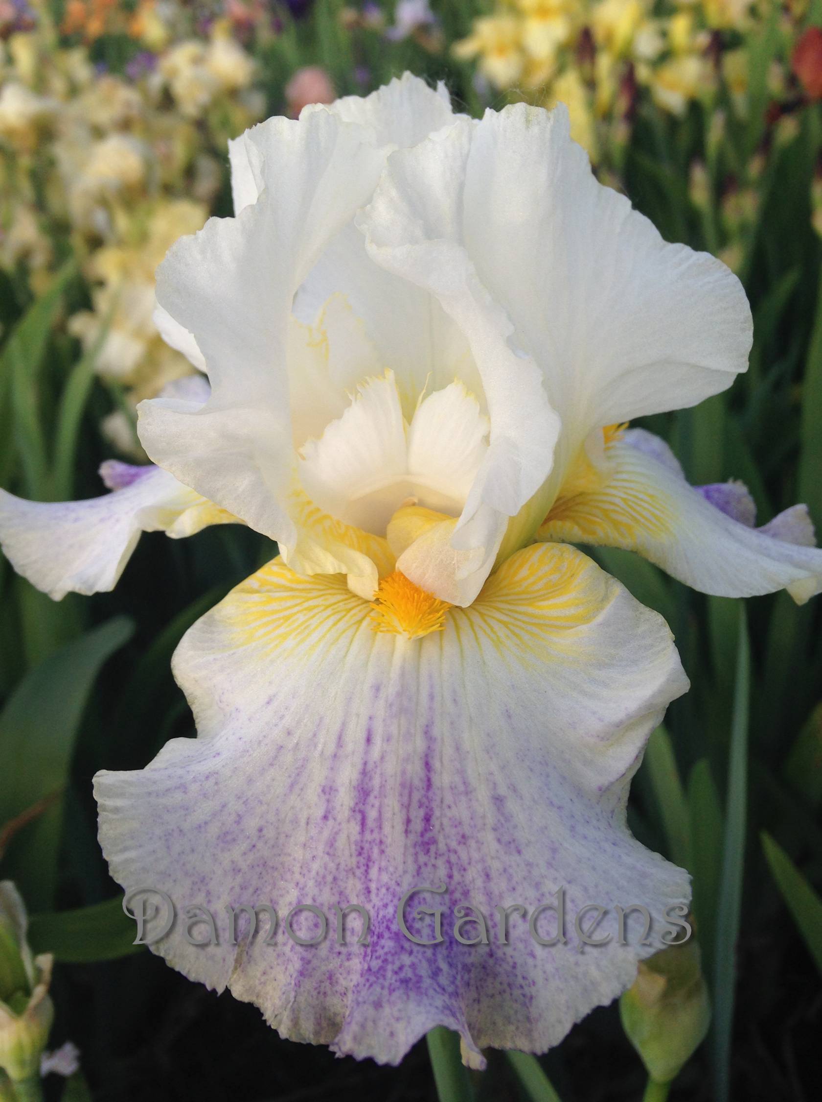 Iris Arctic Burst